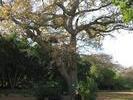 Kirstenbosch - 08