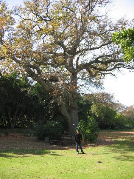 Kirstenbosch - 08