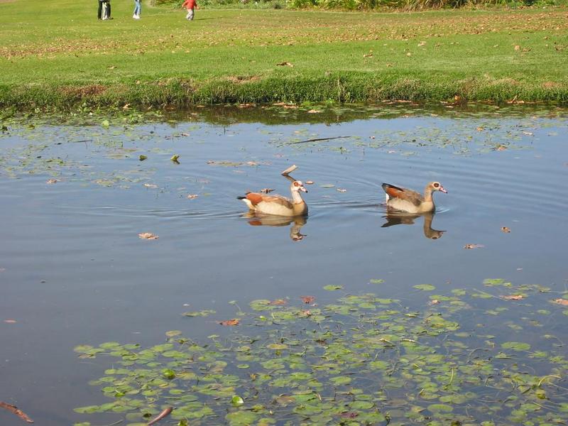 Kirstenbosch - 09