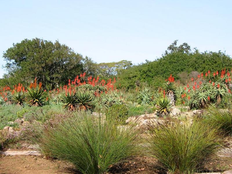 Kirstenbosch - 11