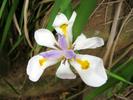 Kirstenbosch - 17