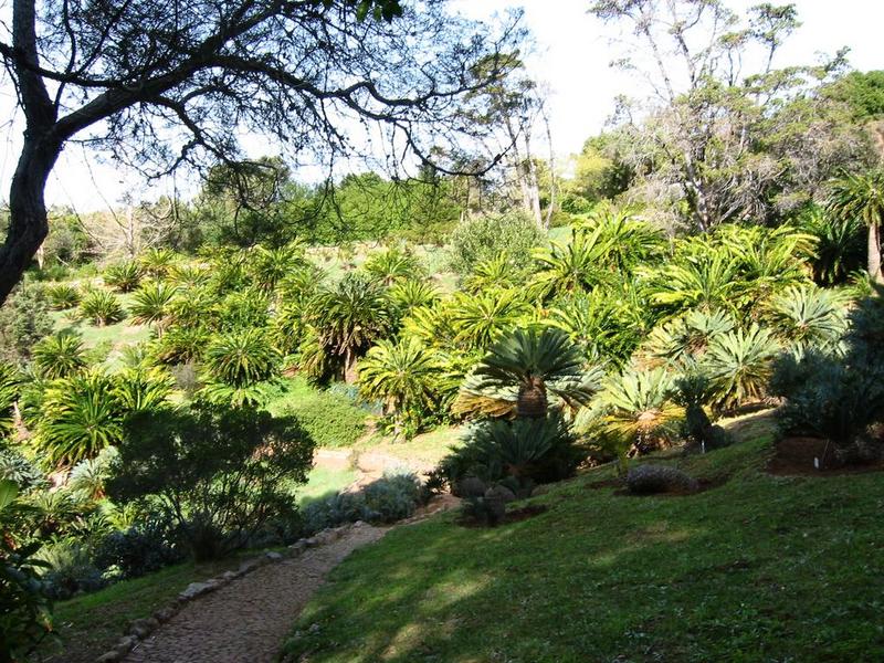 Kirstenbosch - 20