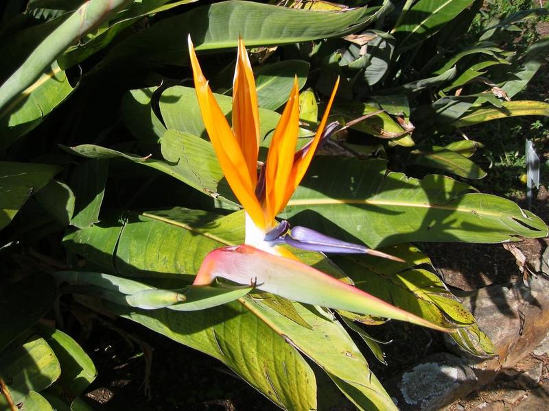 Kirstenbosch - 21