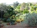 Kirstenbosch - 22