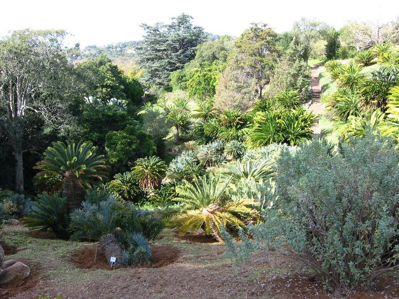 Kirstenbosch - 22
