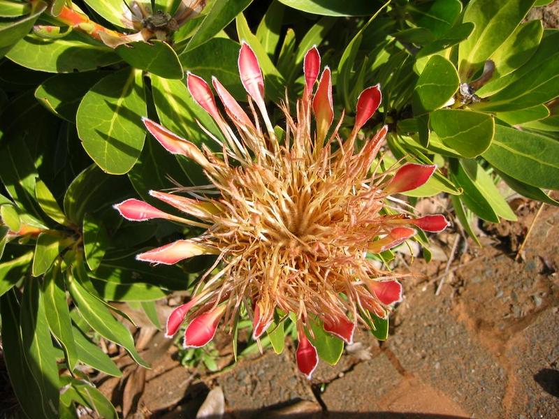 Kirstenbosch - 24