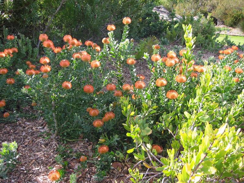 Kirstenbosch - 26