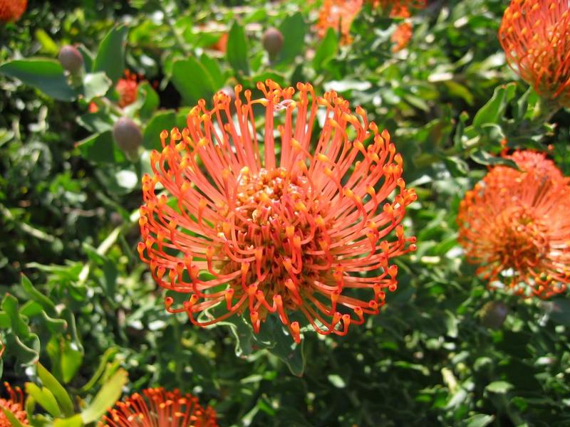Kirstenbosch - 27