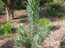 Kirstenbosch - 28