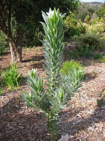 Kirstenbosch - 28