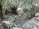 Kirstenbosch - 34