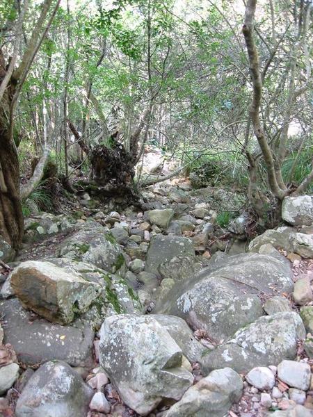 Kirstenbosch - 34