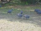 Kirstenbosch - 35