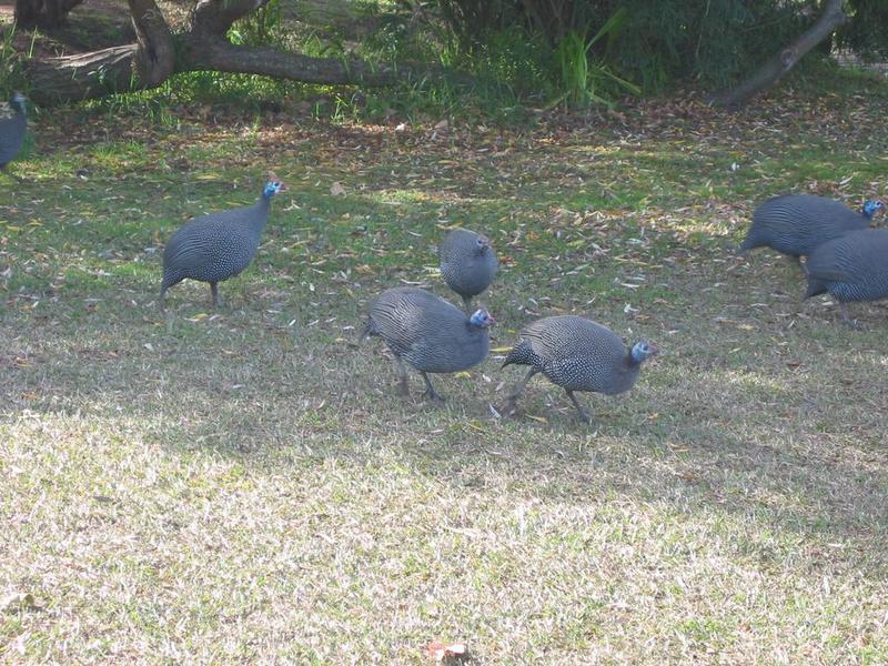 Kirstenbosch - 35