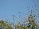 Kirstenbosch - 38