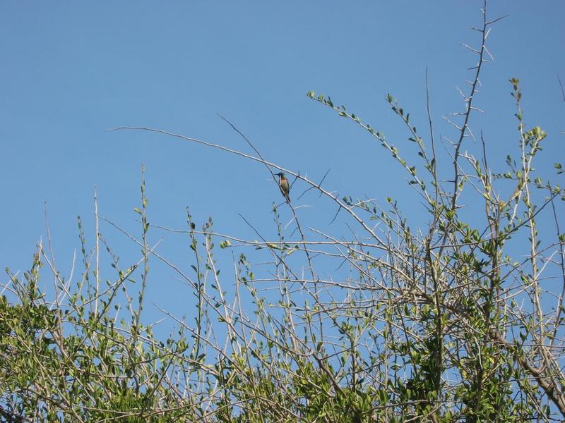 Kirstenbosch - 38